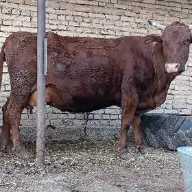 krasnyy stepnoy yetik