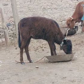 унажын хожек