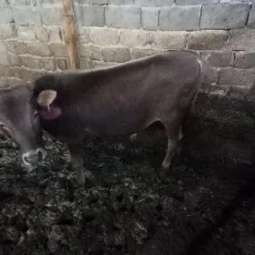 okuz byr  yasan iyermen soz yo