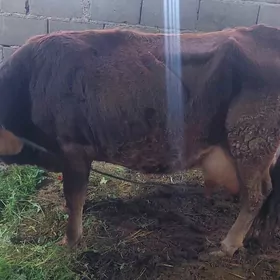 Ýerli ARASSA TOHUM SYGYR