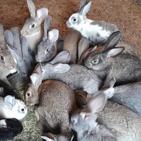 тогшан 6 ай болуп гечен