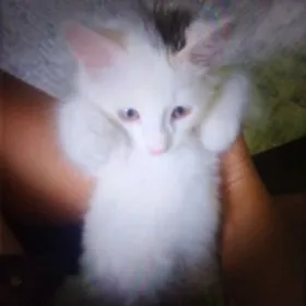 pişik satyanpişik satyan