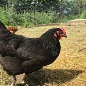 Доминант порода жуже ве юмуртг