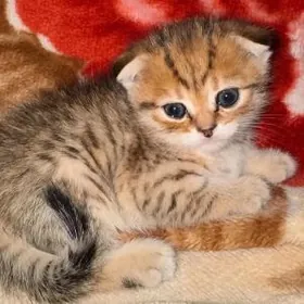 Домашние животные