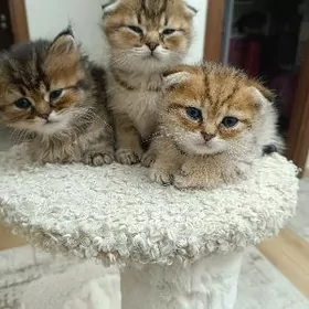 Şotland şenşilla pişijekler