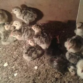 Induk juje 5 gun bolan