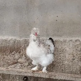 paroda towuk yumurtga