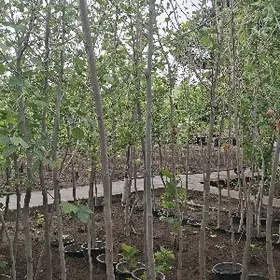 Cynar nahaly karsokly