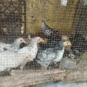 5 айлык 4 айлык джужелер.