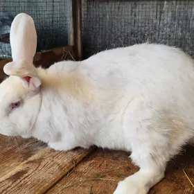 Еркек товшан великан(Гекдепе)