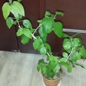 китайские розы