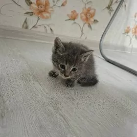 pisik mugt, котята