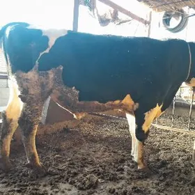 GALEŞTEÝIN HOWUĶR OKUZ