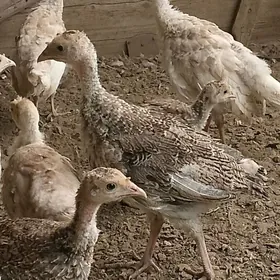 Индук. жуже