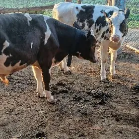 öküz bilen gunajyn