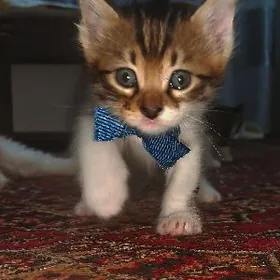 бронь на котят