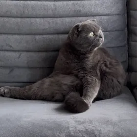 кот шотландец