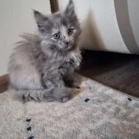 котенок 2 мес.