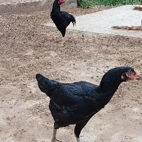 Baýkos horaz bilen towuk ikisi