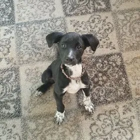 охотничья собака