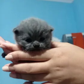 шотландские вислоушки