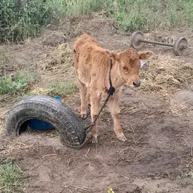 голлели сигир