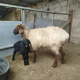 Гузылы гоюн