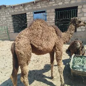 Огшык бакыглы