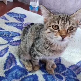 в добрые руки