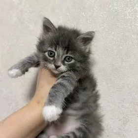 девочка 2месяца