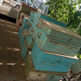 BAL ARY YATAG,Пчелиный Домики