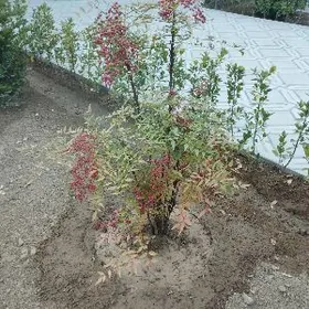 mellek yer