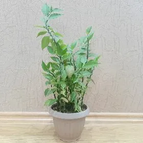 Домашние цветы