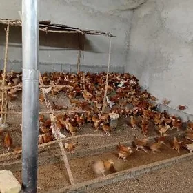 satlyk.juyje 3 aylyk