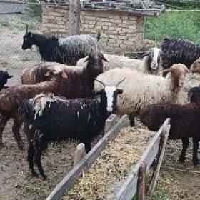 gysyr geciler dog erkecler