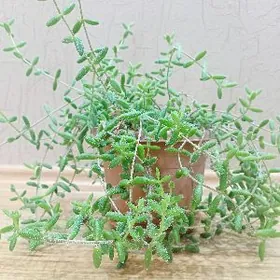 Делосперма