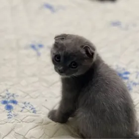 шотландский