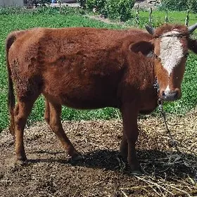 Bogaz we ksr ökuzler