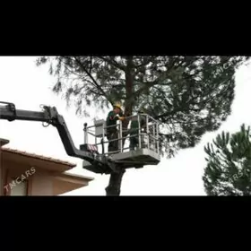 Agaç bag kesýançi