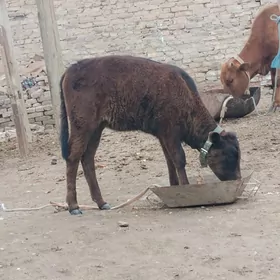 хожек унажын