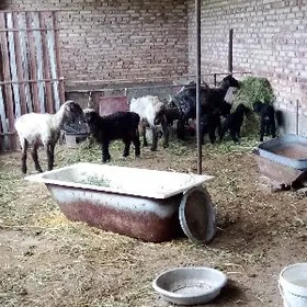 Guzyly Goýunlar Ekiz we Ýeke