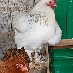 brama inni yumrtga durmaly