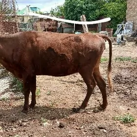 3 yasan tuwe dogmadyk Gurat