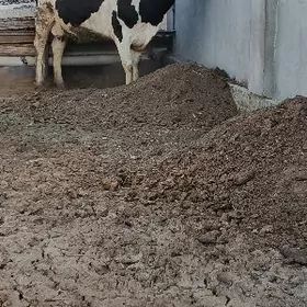 Galisteyin boğaz sygyr