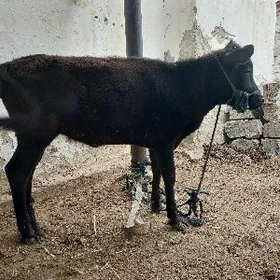 гачар бн окуз