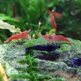 аквариумные криветки