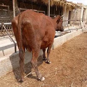 agyr ýetik bogaz sygyr