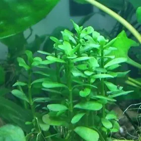 аквариумные растения