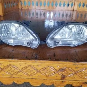 Carolla amerikanka fara