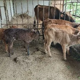 göle gulajyn oküzce